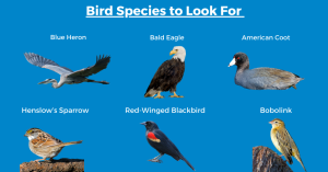 a flock of seagulls standing next to a bird