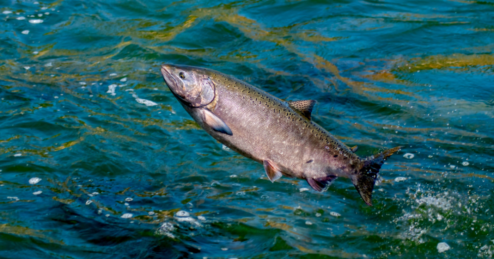 a fish swimming under water